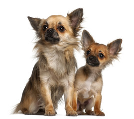 Chihuahuas, 8 months old, in front of white background
