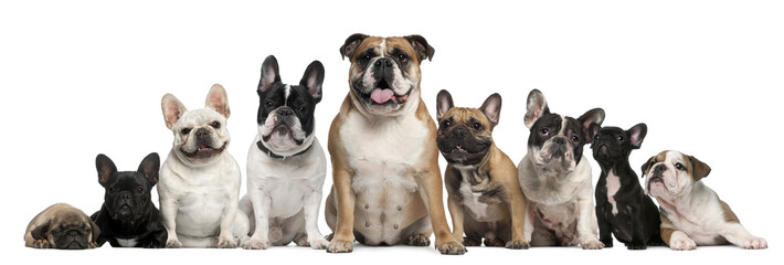 Group of Bulldogs and one Pug in front of white background