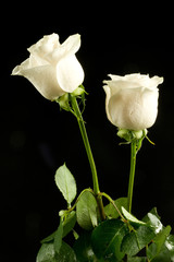 Fototapeta na wymiar Białe róże
