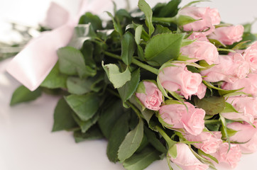 flower of pink roses on white background