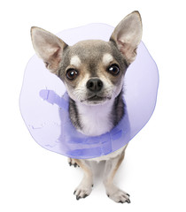 Chihuahua, 4 years old, wearing a space collar