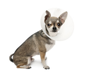 Chihuahua, 4 years old, wearing a space collar