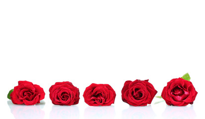 Beautiful red roses isolated on white