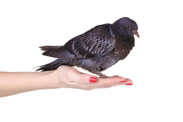 beautiful gray pigeon in hand isolated on white