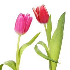 Two tulips