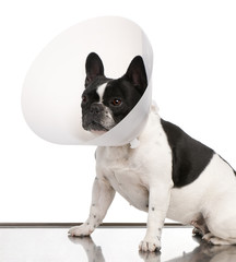 French Bulldog wearing a space collar against a white background