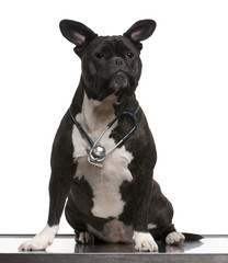 Crossbreed dog, wearing a stethoscope against a white background