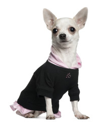 Chihuahua, 18 months old, sitting in front of white background