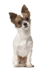 Chihuahua, 9 months old, sitting in front of white background