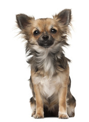 Chihuahua, 7 months old, sitting in front of white background