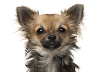 Chihuahua, 7 months old, in front of white background