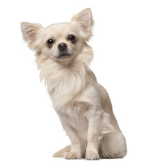 Chihuahua, 18 months old, sitting in front of white background
