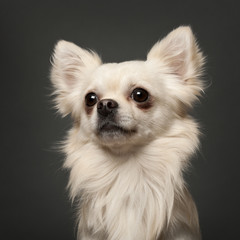 Chihuahua, 18 months old, in front of white background