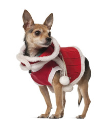 Crossbreed dog, 4 years old, in front of white background