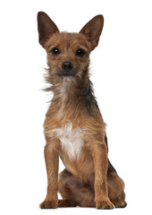 Crossbreed dog, 1 year old, sitting in front of white background
