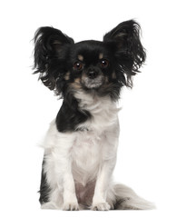 Crossbreed dog sitting in front of white background