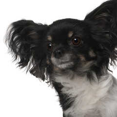 Crossbreed dog in front of white background