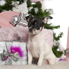 Chihuahua puppy, 3 months old, with Christmas tree and gifts