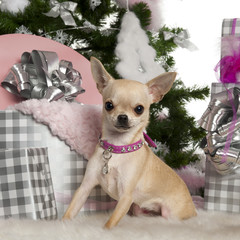 Chihuahua, 8 months old, with Christmas tree and gifts