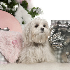 Maltese, 7 months old, with Christmas tree and gifts