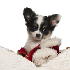 Chihuahua puppy, 9 weeks old, in Christmas sleigh