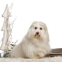 Coton de Tulear, 17 months old, in front of white background