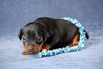 Miniature Pinscher Puppy