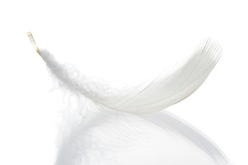 Feather isolated