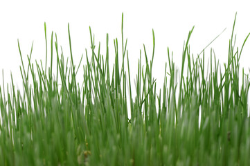 Grass isolated