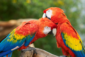 Fototapeta na wymiar Two Macaws Preening Each Others head feathers