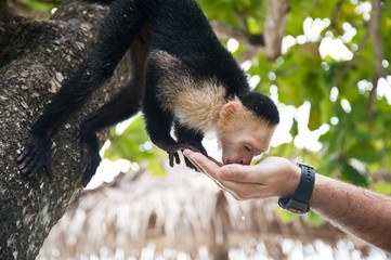 Fototapeta premium thirsty capuchin