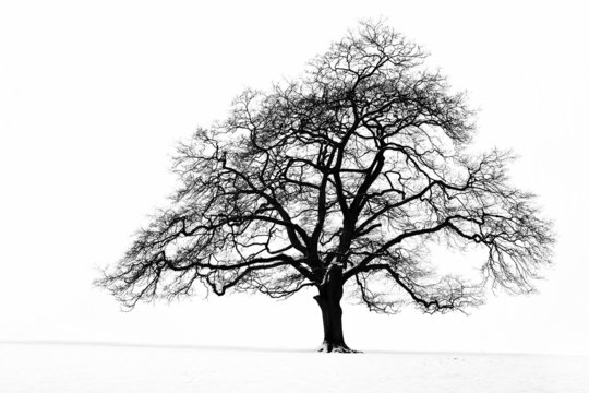 Lone Tree in the Snow