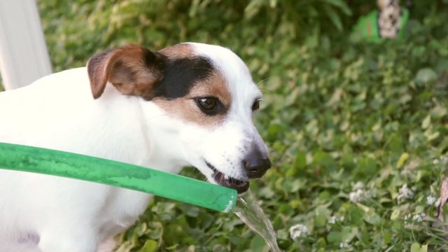 Cane che beve in giardino