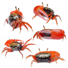 fiddler crab set collection