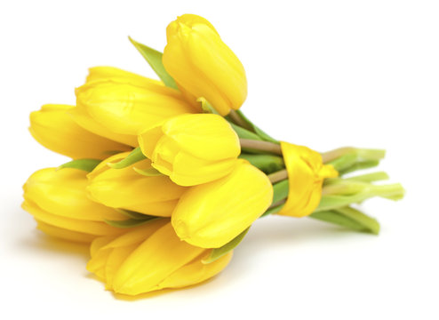 tied yellow tulips