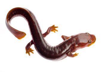Chinese tsitou salamander newt