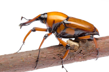 palm weevil snout beetle