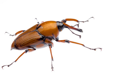 palm weevil snout beetle
