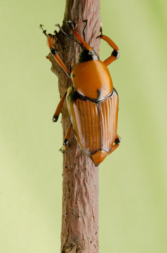 palm weevil snout beetle