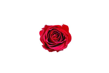 Single red rose on white background