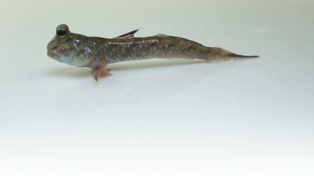 Mudskipper
