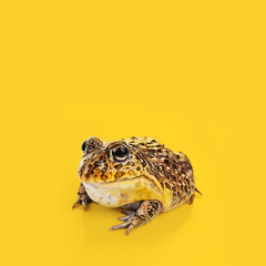 Toad on a yellow background