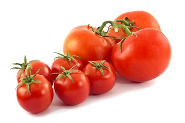 tomatoes isolated