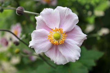 anémone du japon rose flower 3