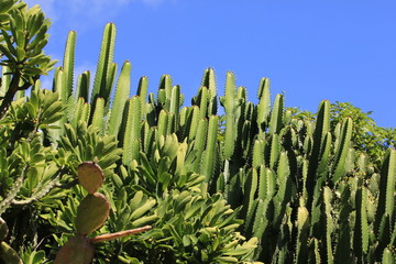 Guadeloupe - Jardin Botanique