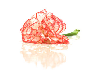 white carnation with red fringe
