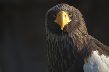 Eagle eastern
