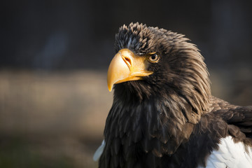Eagle eastern