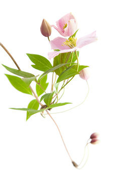 pale pink clematis; buds and leaves isolated on white