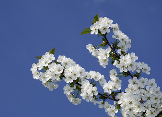 Blooming twig of a fruit tree relating to the sky